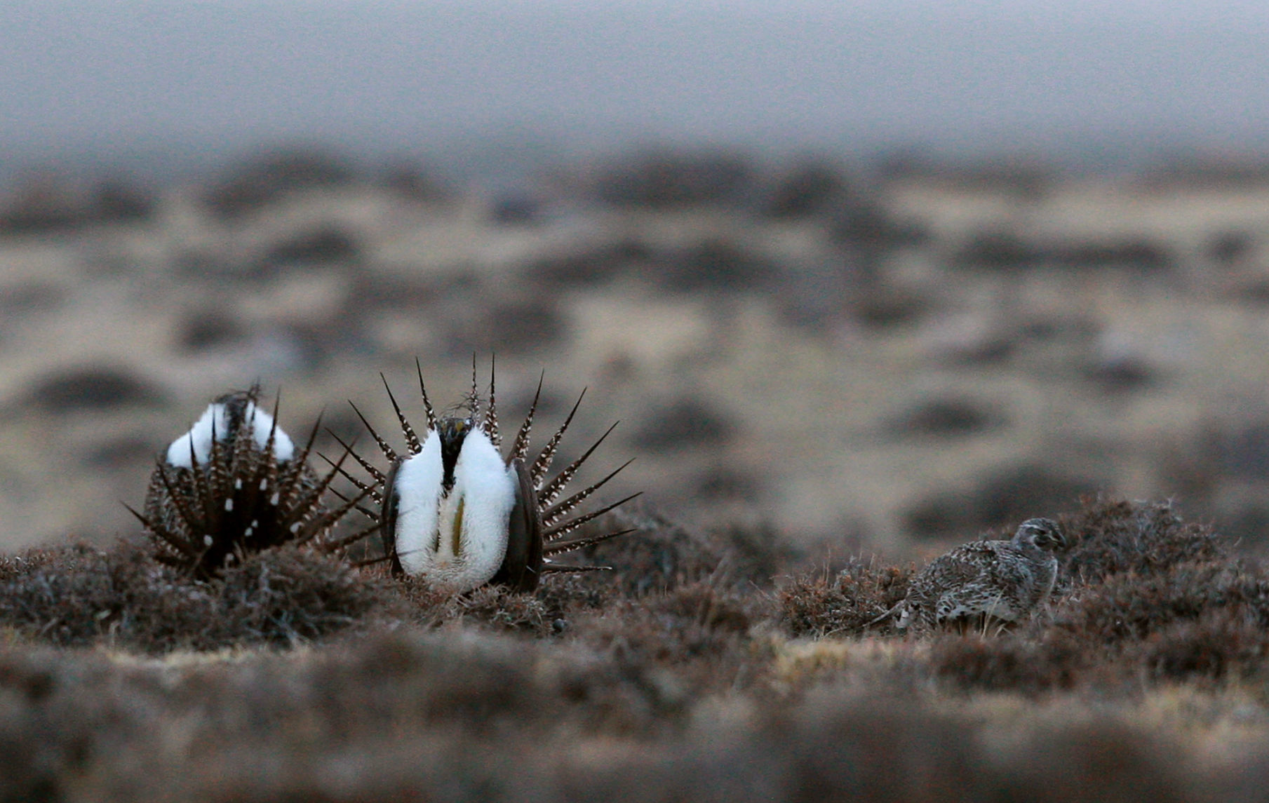 Sage Grouse